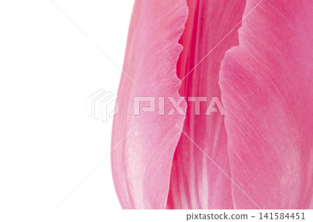 close up of pink tulip flower against white close up of pink tulip flower against white 141584451