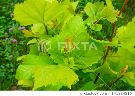 Young plane tree Young plane tree 141584510