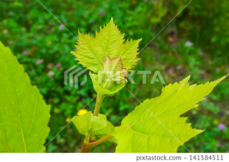 Young plane tree Young plane tree 141584511