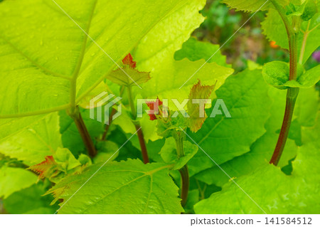 Young plane tree 141584512