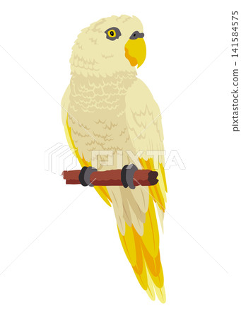 Colorful tropical parrot perched on a wooden branch Colorful tropical parrot perched on a wooden branch 141584575