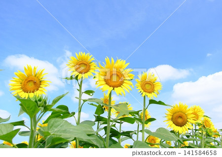 Sunflowers in full bloom gazing up at the refreshing summer blue sky (ample copy space for easy text insertion) Sunflowers in full bloom gazing up at the refreshing summer blue sky (ample copy space for easy text insertion) 141584658
