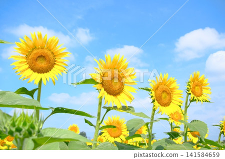 Sunflowers blooming in a rhythmic pattern towards the blue sky and summer clouds. Sunflowers blooming in a rhythmic pattern towards the blue sky and summer clouds. 141584659