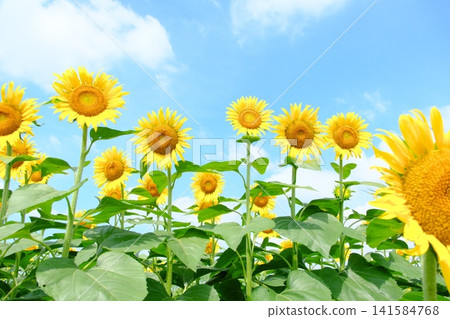 A panoramic view of a sunflower field with multiple large blossoms against a blue sky. 141584768