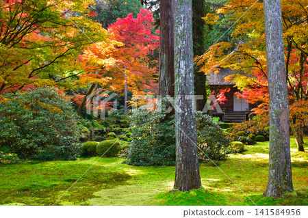 秋天，京都，大原，三千院 141584956