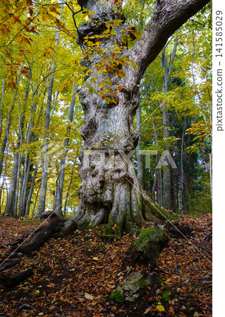 Autumn beech forest Autumn beech forest 141585029
