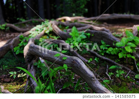 The powerful roots of giant trees spread deep into the earth, and the fresh, vibrant green leaves breathe life into the landscape. The powerful roots of giant trees spread deep into the earth, and the fresh, vibrant green leaves breathe life into the landscape. 141585075