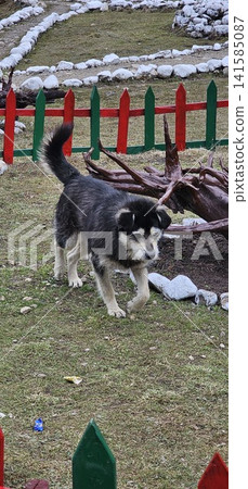 dog on the beach dog on the beach 141585087