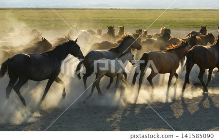 A herd of horses kicking up dust A herd of horses kicking up dust 141585090
