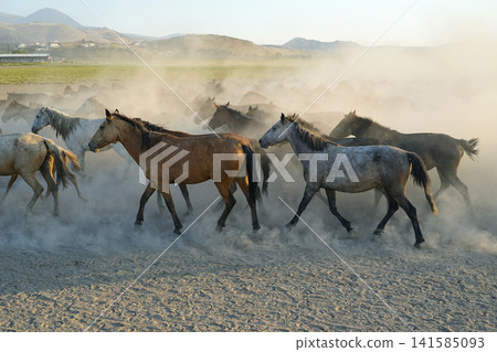 A herd of horses kicking up dust A herd of horses kicking up dust 141585093