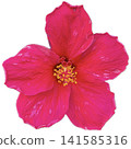 red hibiscus flower isolated on white 141585316