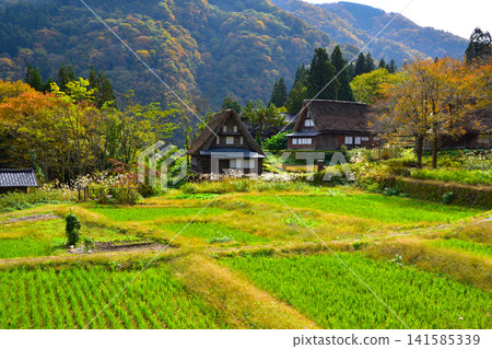 Autumn Gokayama Ainokura Gassho Village Autumn Gokayama Ainokura Gassho Village 141585339