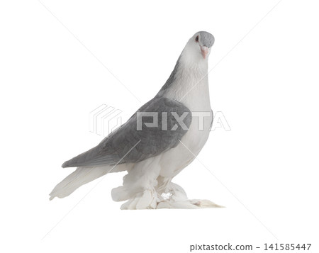 lahore pigeon isolated on white background lahore pigeon isolated on white background 141585447