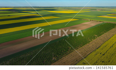 Agricultural fields with yellow rapeseed oil crops 141585761