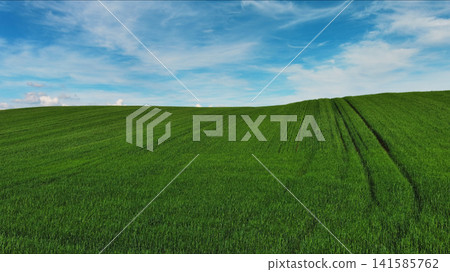 Green wheat field on hills under blue sky with clouds 141585762