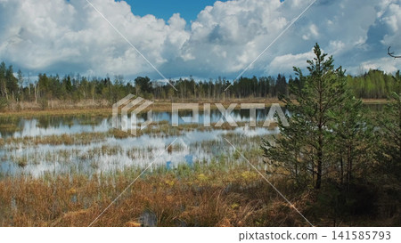 Bog lake landscape with forest under sky with clouds Bog lake landscape with forest under sky with clouds 141585793
