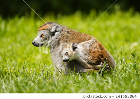 Camphor tree lemur Camphor tree lemur 141585864
