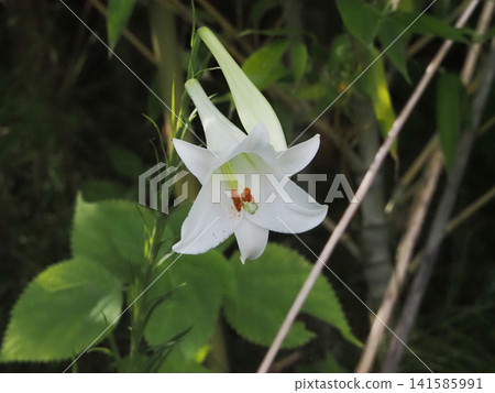 White lilies and buds blooming in the bamboo grove on the opposite bank (close-up of white lilies bathed in dappled sunlight) White lilies and buds blooming in the bamboo grove on the opposite bank (close-up of white lilies bathed in dappled sunlight) 141585991
