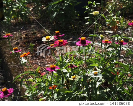Colorful zinnias bathed in sunlight. 141586088