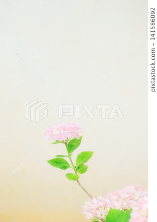 A single pink flower 141586092