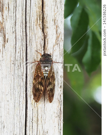 A cicada perched on a wisteria trellis post. A cicada perched on a wisteria trellis post. 141586226