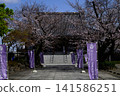 Temples with cherry blossoms in full bloom 141586251
