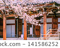 A landscape with cherry blossoms at Dentsuin Temple 141586252