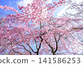 Pink cherry blossoms shining in the blue sky 141586253
