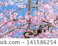Cherry blossoms in full bloom shining in the blue sky 141586254