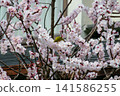 Plum blossoms and small birds 141586255
