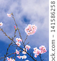 Sakura that shines in the blue sky 141586258