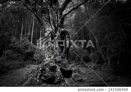一張黑白照片,展現了武雄神秘而雄偉的樟樹。 一張黑白照片,展現了武雄神秘而雄偉的樟樹。 141586409