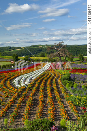 The magnificent scenery of colorful flowers blooming in the flower fields of Furano and Biei. The magnificent scenery of colorful flowers blooming in the flower fields of Furano and Biei. 141586472