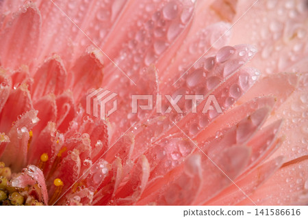 Gerbera Flower with Fresh Water Droplets. Gerbera Flower with Fresh Water Droplets. 141586616
