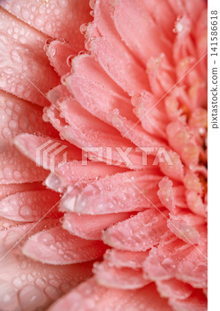 Gerbera Flower with Fresh Water Droplets. Gerbera Flower with Fresh Water Droplets. 141586618