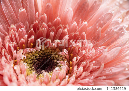 Gerbera Flower with Fresh Water Droplets. Gerbera Flower with Fresh Water Droplets. 141586619