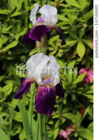 German irises, with their white, upward-pointing petals and purple, downward-pointing petals, bloom in the spring park. German irises, with their white, upward-pointing petals and purple, downward-pointing petals, bloom in the spring park. 141586683