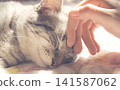 A cat dozing in a sunny spot. 141587062