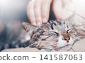 A blissful petting. The warm bond between hands and a cat. 141587063