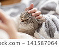 A happy cat sleeping peacefully in its owner's hands. 141587064