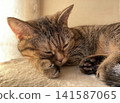 A tabby cat and its paws peacefully napping by the window. 141587065