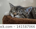 An angelic sleeping face. A kitten feeling completely safe on a cat tower. 141587066