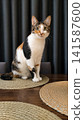 calico cat sitting calmly on woven placemats at an indoor dining table with a natural light setting and clean white and black tones, home decor and pet photography. 141587600