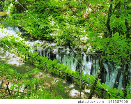 Shiraito Falls in Nagano Prefecture during the green season, May 141587606