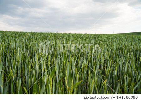 Wheat field with young green crops reaching towards an overcast sky, symbolizing growth, harvest, and nature's bounty Wheat field with young green crops reaching towards an overcast sky, symbolizing growth, harvest, and nature's bounty 141588086