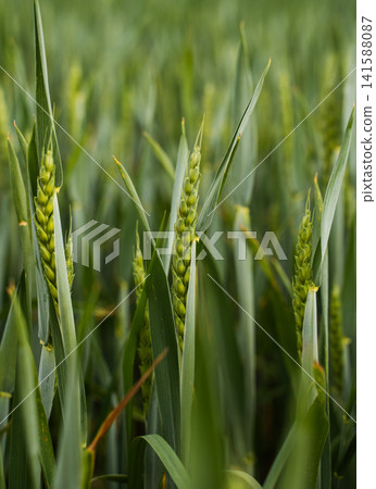 Young wheat crops growing in a field representing agriculture, growth, and sustainable farming practices 141588087