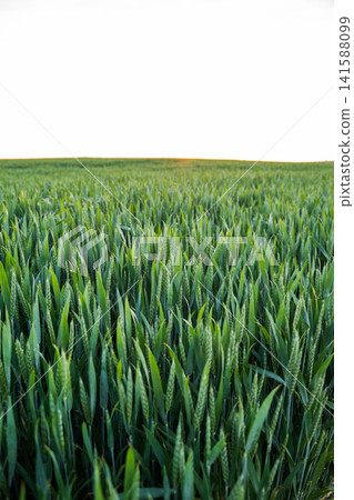 Green wheat field showcasing young crops growing, representing sustainability, farming, and food industry Green wheat field showcasing young crops growing, representing sustainability, farming, and food industry 141588099