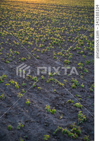 Young soybean plants growing in spring field under golden sunset light, showing agricultural farming and new life concepts 141588104