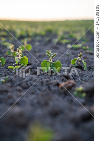 Young soybean plants emerging from dark soil in an agricultural field, symbolizing growth, sustainable farming, and food production Young soybean plants emerging from dark soil in an agricultural field, symbolizing growth, sustainable farming, and food production 141588105