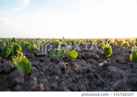 Young soybean plants growing in rich soil at sunset, indicating new life, fresh beginnings, and agricultural processes Young soybean plants growing in rich soil at sunset, indicating new life, fresh beginnings, and agricultural processes 141588107